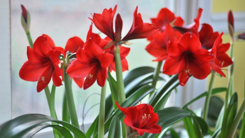 How to Properly Maintain Your Giant Amaryllis Plant